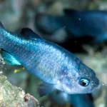594201707_25730412 Death Valley Pupfish