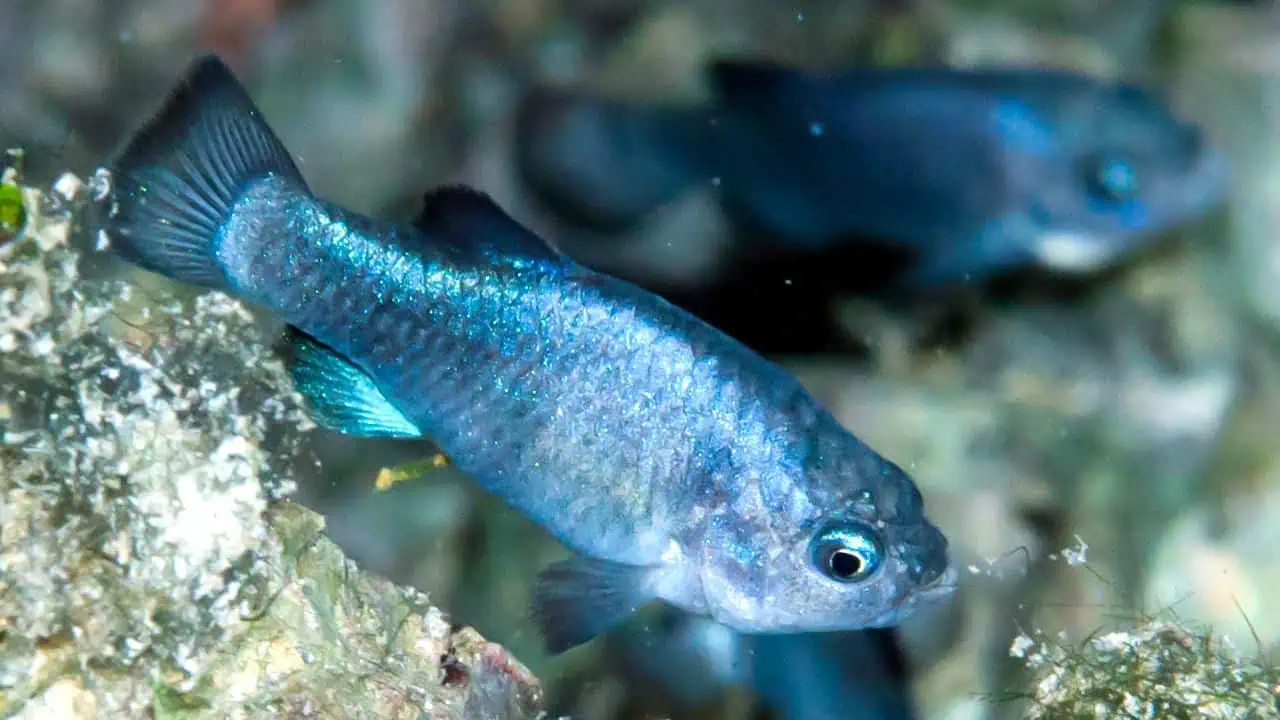 Death Valley Pupfish